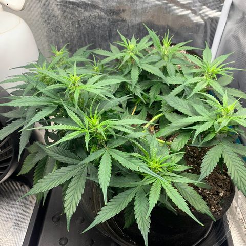 Northern Light Automatic 2024 Freebie growlog timeline photo