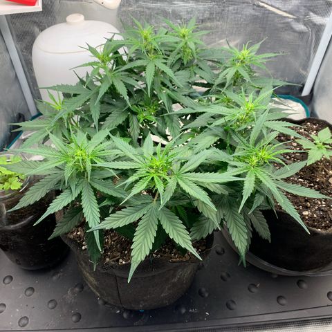 Northern Light Automatic 2024 Freebie growlog timeline photo