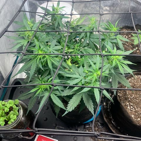Northern Light Automatic 2024 Freebie growlog timeline photo