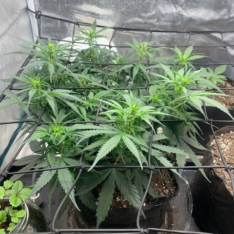 Northern Light Automatic 2024 Freebie growlog timeline photo
