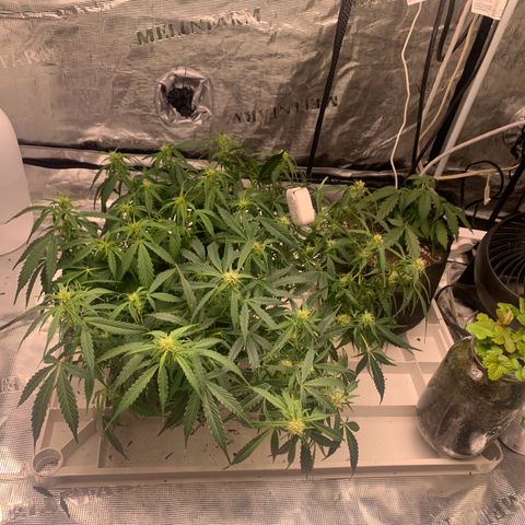 Northern Light Automatic 2024 Freebie growlog timeline photo