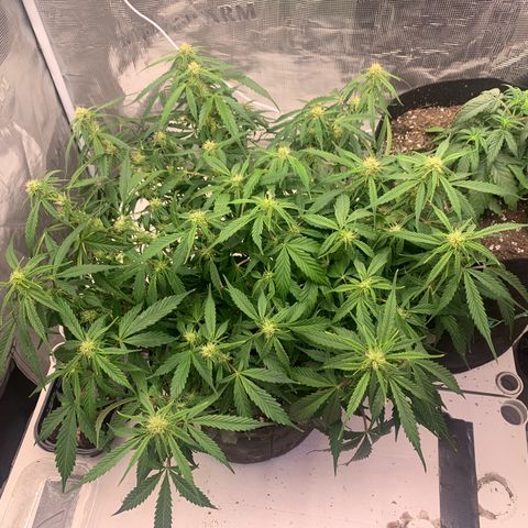 Northern Light Automatic 2024 Freebie growlog timeline photo