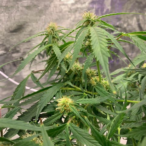 Northern Light Automatic 2024 Freebie growlog timeline photo
