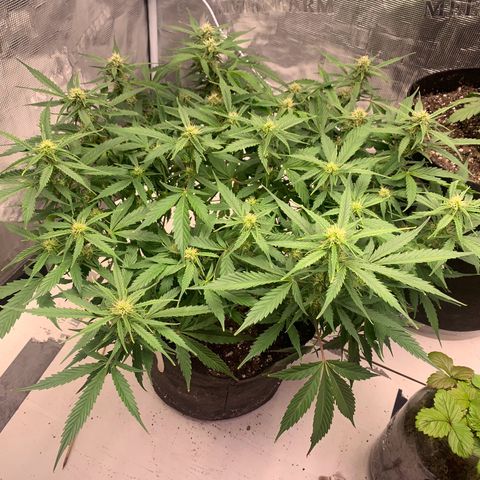 Northern Light Automatic 2024 Freebie growlog timeline photo