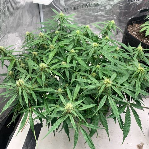 Northern Light Automatic 2024 Freebie growlog timeline photo