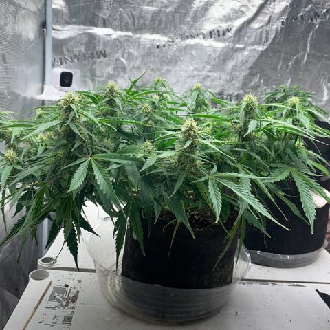 Northern Light Automatic 2024 Freebie growlog timeline photo