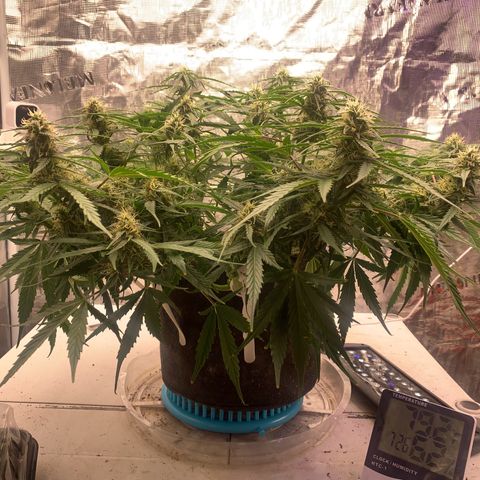 Northern Light Automatic 2024 Freebie growlog timeline photo
