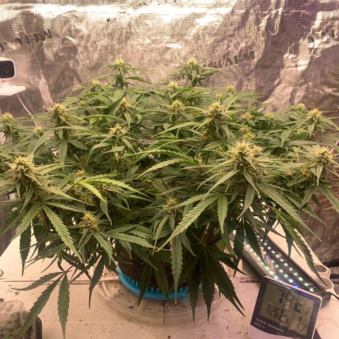 Northern Light Automatic 2024 Freebie growlog timeline photo