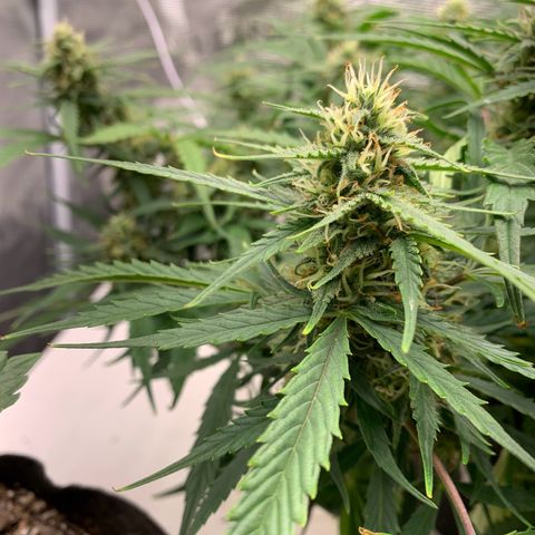 Northern Light Automatic 2024 Freebie growlog timeline photo