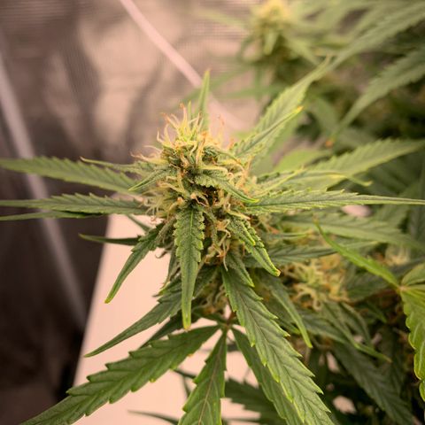 Northern Light Automatic 2024 Freebie growlog timeline photo