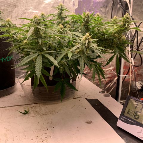 Northern Light Automatic 2024 Freebie growlog timeline photo