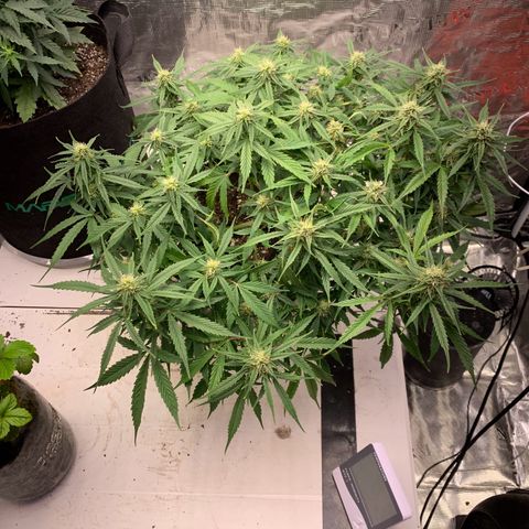 Northern Light Automatic 2024 Freebie growlog timeline photo