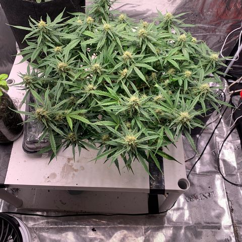 Northern Light Automatic 2024 Freebie growlog timeline photo