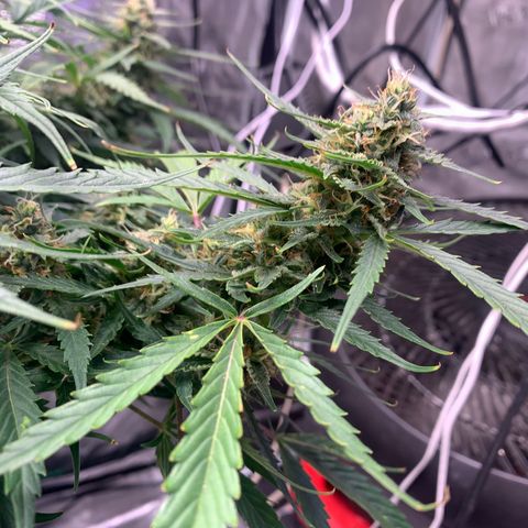 Northern Light Automatic 2024 Freebie growlog timeline photo