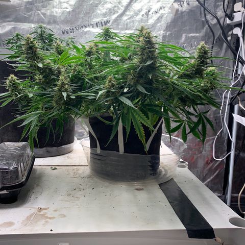 Northern Light Automatic 2024 Freebie growlog timeline photo