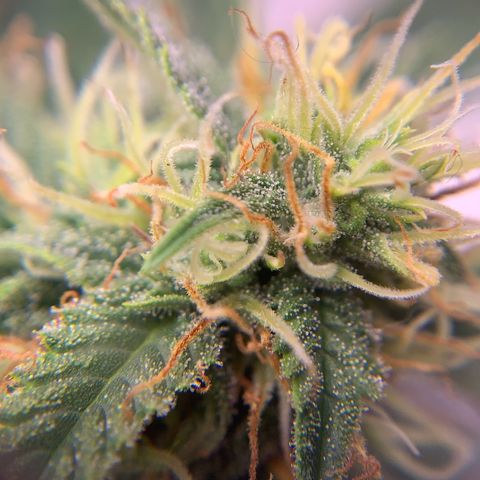 Northern Light Automatic 2024 Freebie growlog timeline photo