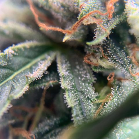 Northern Light Automatic 2024 Freebie growlog timeline photo