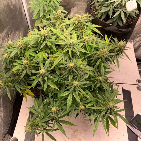 Northern Light Automatic 2024 Freebie growlog timeline photo
