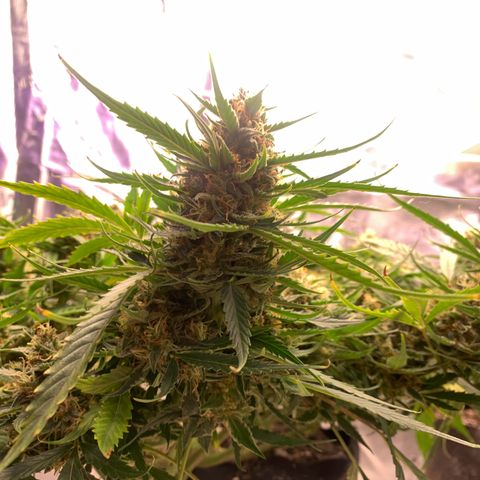 Northern Light Automatic 2024 Freebie growlog timeline photo
