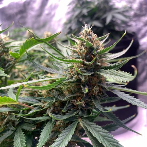 Northern Light Automatic 2024 Freebie growlog timeline photo