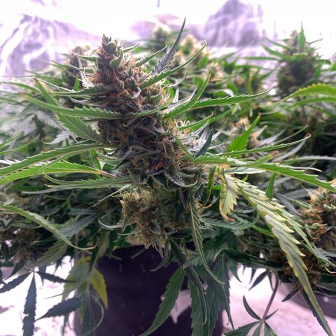 Northern Light Automatic 2024 Freebie growlog timeline photo