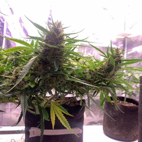 Northern Light Automatic 2024 Freebie growlog timeline photo