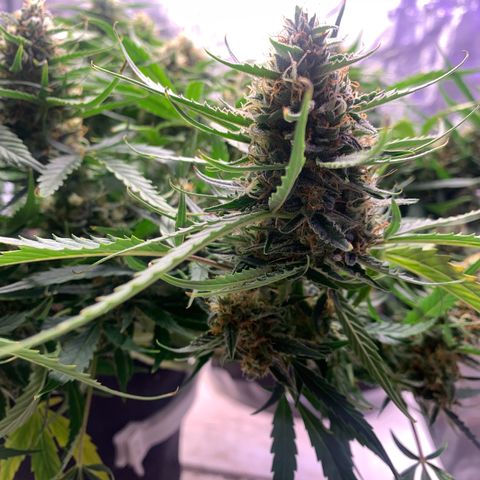 Northern Light Automatic 2024 Freebie growlog timeline photo