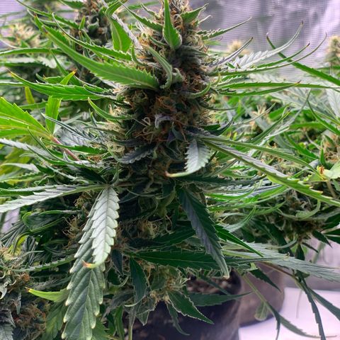 Northern Light Automatic 2024 Freebie growlog timeline photo