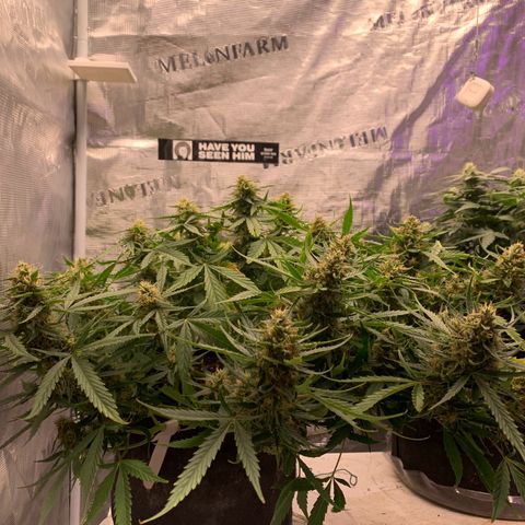 Northern Light Automatic 2024 Freebie growlog timeline photo