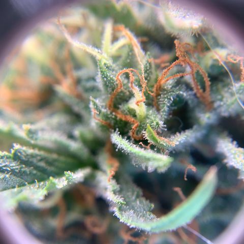 Northern Light Automatic 2024 Freebie growlog timeline photo