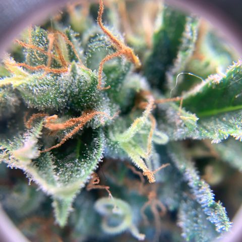 Northern Light Automatic 2024 Freebie growlog timeline photo