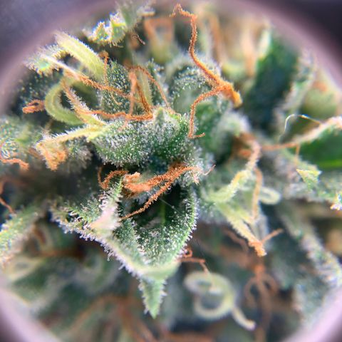 Northern Light Automatic 2024 Freebie growlog timeline photo