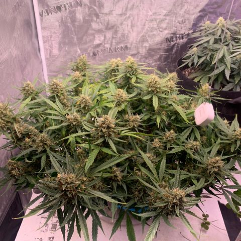 Northern Light Automatic 2024 Freebie growlog timeline photo