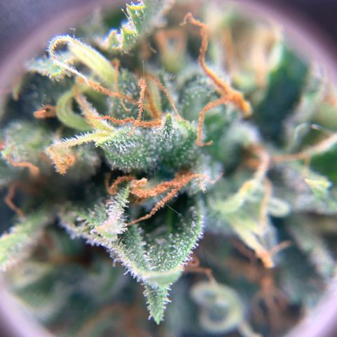 Northern Light Automatic 2024 Freebie growlog timeline photo