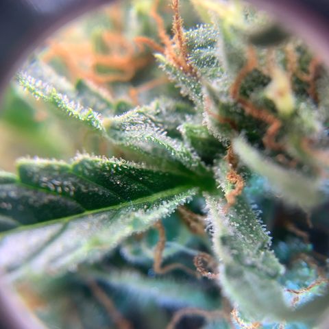 Northern Light Automatic 2024 Freebie growlog timeline photo
