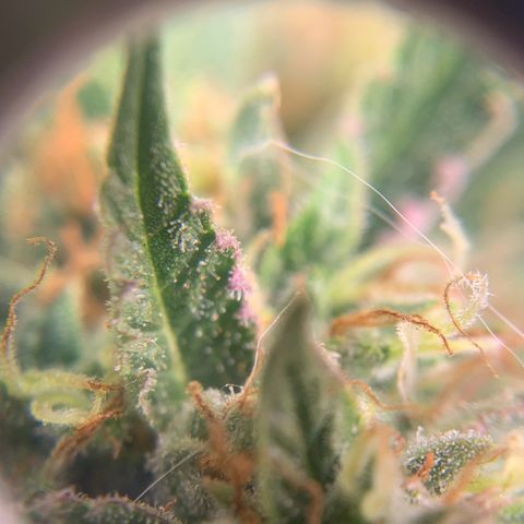 Northern Light Automatic 2024 Freebie growlog timeline photo