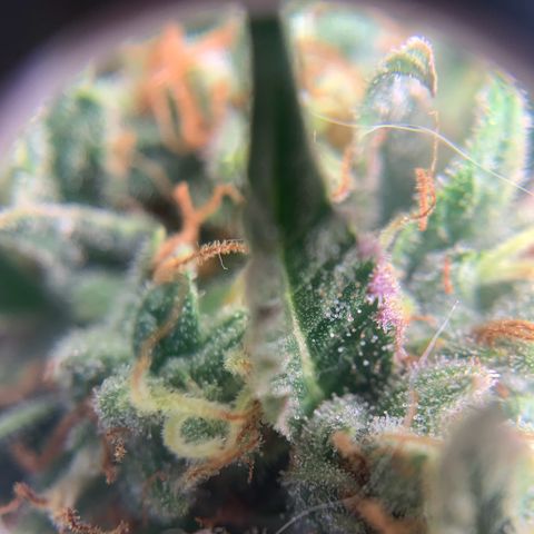 Northern Light Automatic 2024 Freebie growlog timeline photo