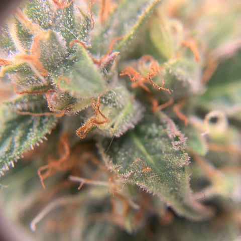 Northern Light Automatic 2024 Freebie growlog timeline photo