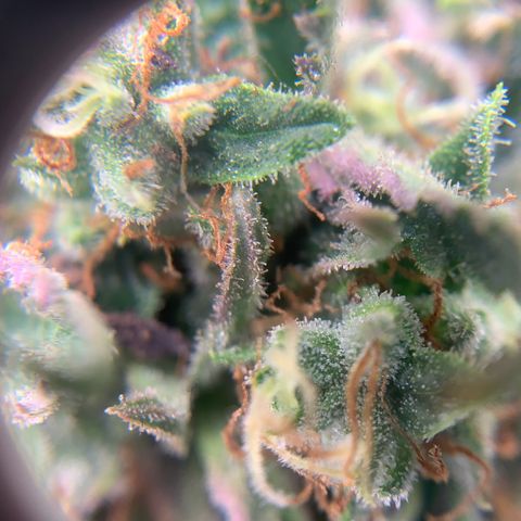 Northern Light Automatic 2024 Freebie growlog timeline photo