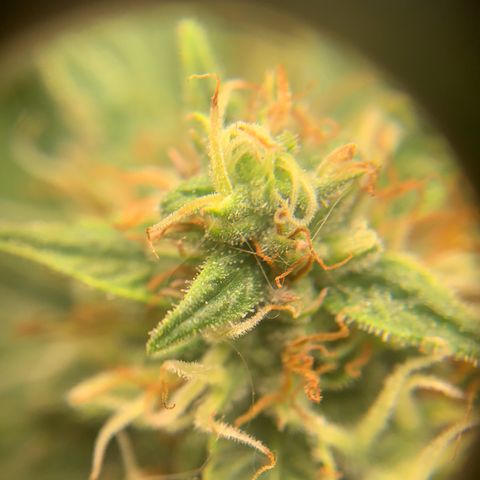 Northern Light Automatic 2024 Freebie growlog timeline photo