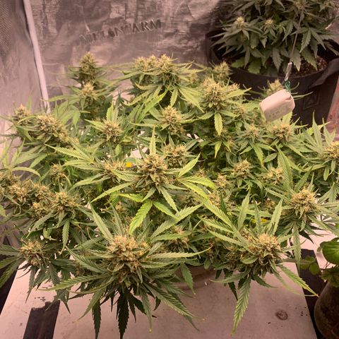 Northern Light Automatic 2024 Freebie growlog timeline photo