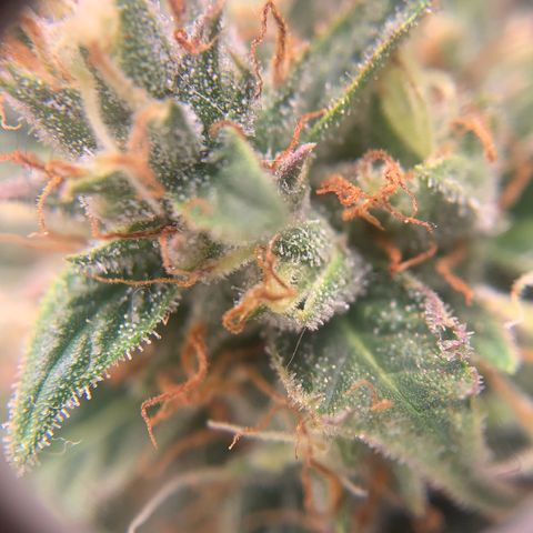 Northern Light Automatic 2024 Freebie growlog timeline photo