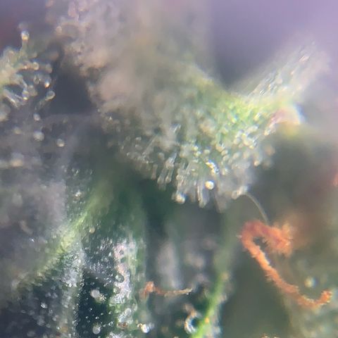 Northern Light Automatic 2024 Freebie growlog timeline photo