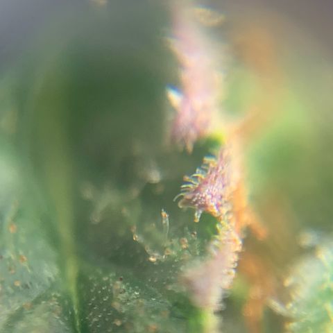 Northern Light Automatic 2024 Freebie growlog timeline photo
