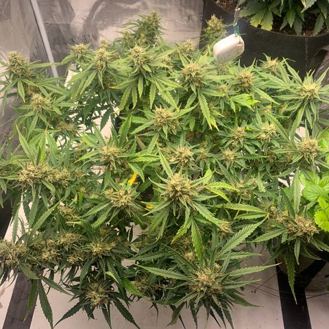Northern Light Automatic 2024 Freebie growlog timeline photo