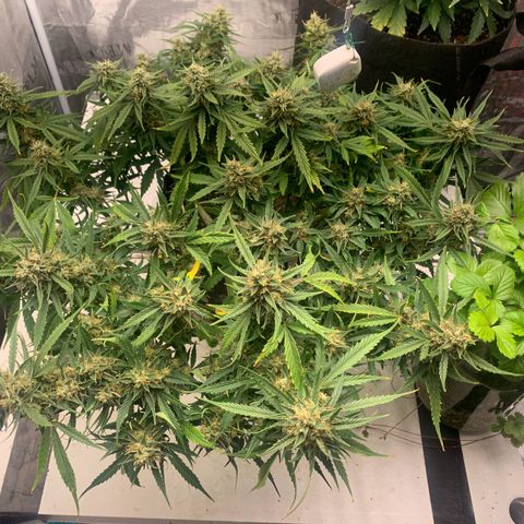 Northern Light Automatic 2024 Freebie growlog timeline photo