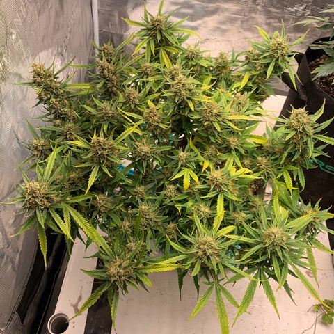 Northern Light Automatic 2024 Freebie growlog timeline photo