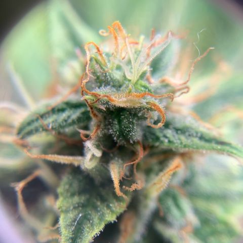 Northern Light Automatic 2024 Freebie growlog timeline photo