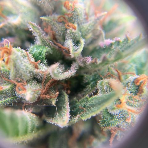 Northern Light Automatic 2024 Freebie growlog timeline photo