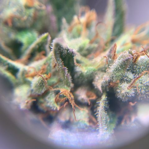 Northern Light Automatic 2024 Freebie growlog timeline photo